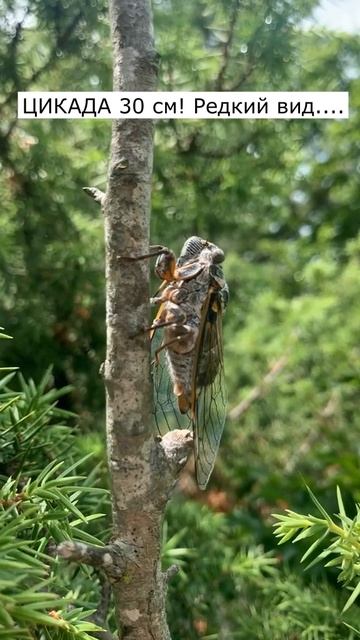 ЦИКАДА - РЕДКИЙ ВИД! 30 см и больше🤯! #shorts смотреть онлайн