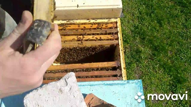 Третья работа на пасеке. расширение гнезда.