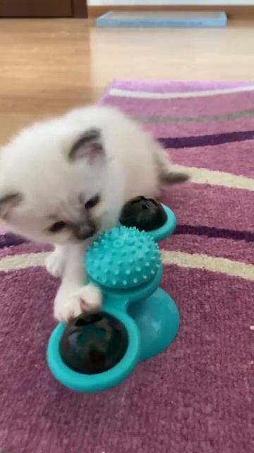 Бирманский котенок Модест, сообразительный малыш. Питомник МАРИТАНА КЭТ сайт http://maritana-cat.ru смотреть онлайн