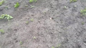 Очень Плохо Взошла МОРКОВЬ Разных СОРТОВ!!!  Отсаживаю УКРОПОМ   очень Просто и Быстро  12 июня 202