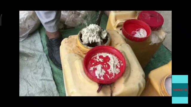 KAVRAK 200$ 1KG. чаир уругу сатылат водсап0774280688 смотреть онлайн