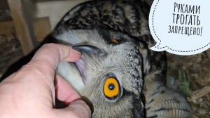 Сижу с яйцами совы, пока сова гуляет. Меняю интерьер в совиной ямке