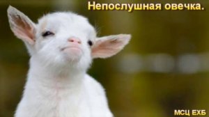 Непослушная овечка # христианские стихи