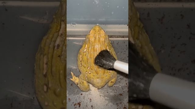 Worlds first SPA for FROGS!!! (Gone Right) 🥴💆🏻♀️🧼 смотреть онлайн