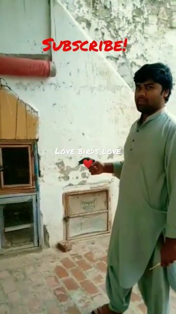 Love Birds Love ❤️😍 #shorts #youtubeshorts Love Birds Price In Pakistan 2022