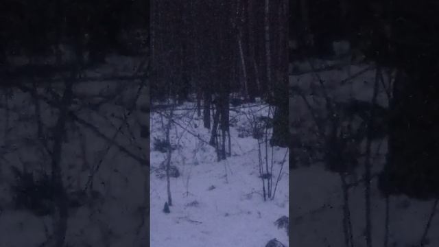 Пения глухаря для души!!!! Охота на камеру. смотреть онлайн