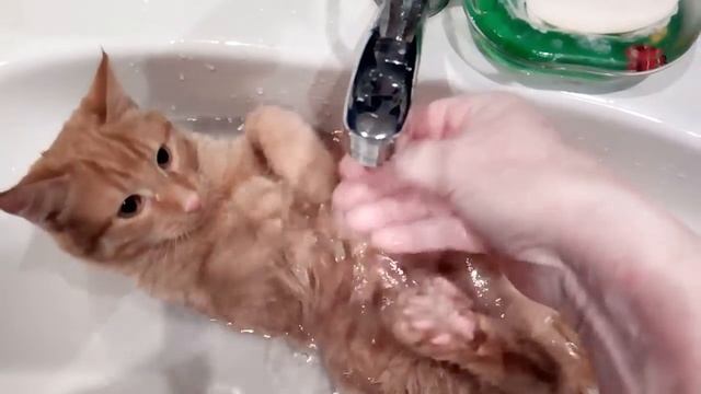 Рыжик и вода смотреть онлайн