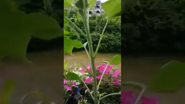Хорошо жить, богато, хорошо, когда капуста растёт. смотреть онлайн