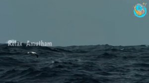 Звуки Альбатроса / Звуки птиц / Звуки животных