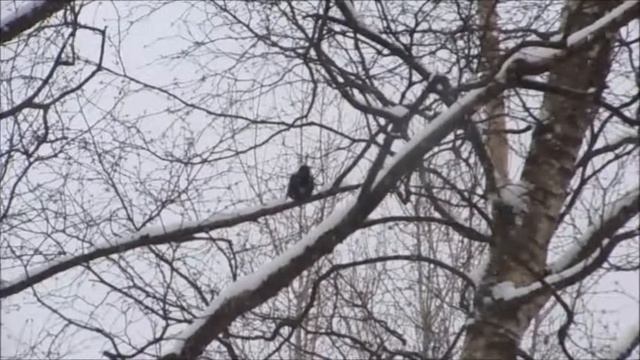Чёрный дрозд смотреть онлайн