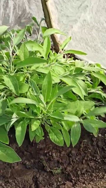 ура! у меня есть тархун! смотреть онлайн