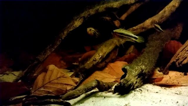 Apistogramma sp. "Miua", Tucanoichtys tucano - SA biotope aquarium смотреть онлайн