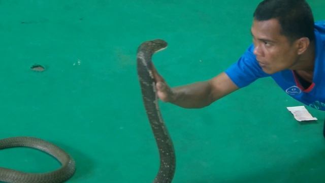 Phuket Cobra Show - Greatest snake charmer ever staring directly into King Cobra's eyes смотреть онлайн
