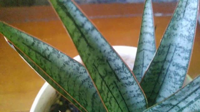 Sansevieria Hybrid 'Sweet Celery' смотреть онлайн