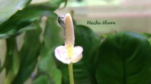 Анубиас Голд