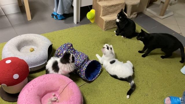 КОТОКАФЕ Нижний Новгород.