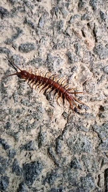 Centipede in Slow Motion смотреть онлайн