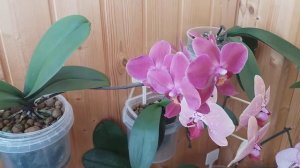 20 марта 2020 г.