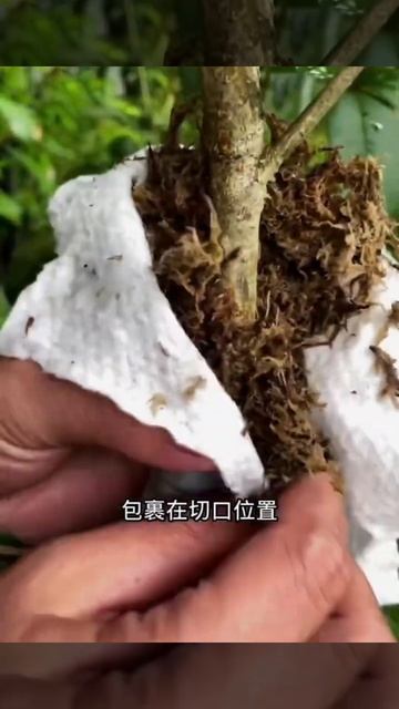 高空繁殖桂花，成活率非常高。Breeding osmanthus смотреть онлайн