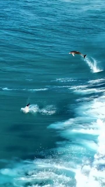 Beautiful Dolphins carving the waves in Esperance, Western Australia #dolphinsintheocean #oceanlif смотреть онлайн