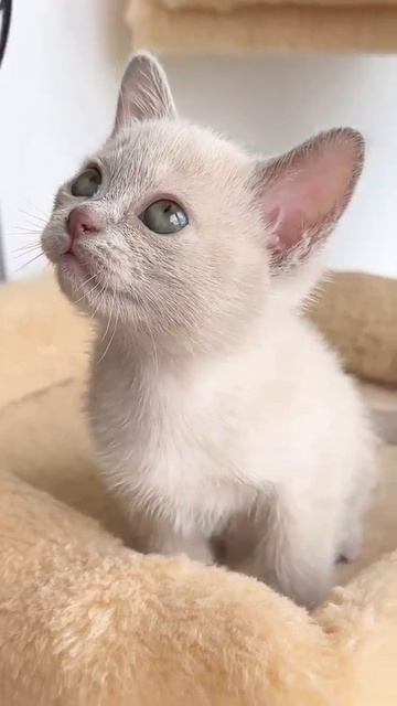 Эта девочка не просто кайфовая, она мега чувственная!Само проявление здоровой любви💜Свободна #бурма смотреть онлайн