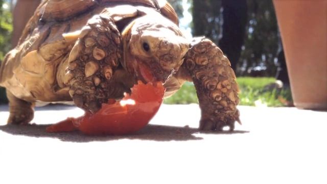 TORTOISE COMPLETELY DESTROYS TOMATO смотреть онлайн
