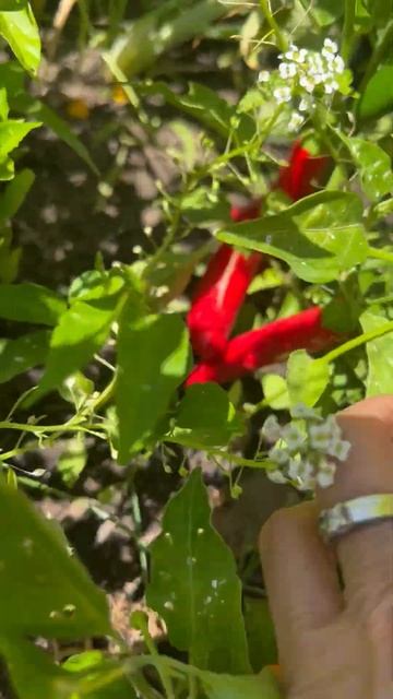 Banana Peppers#shorts смотреть онлайн