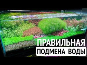 Подмены воды в аквариуме | Черная борода | Уход за аквариумом