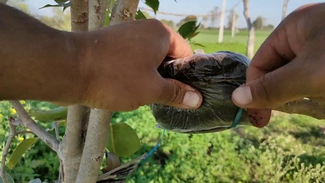 Growing Black Plum cloning Mother's plant / Airlayering Black Plum / Jamun plant . смотреть онлайн