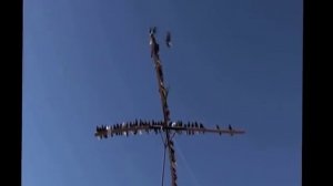 Николаевские голуби в Саратове  июль  +28 ветер 3 м/сек