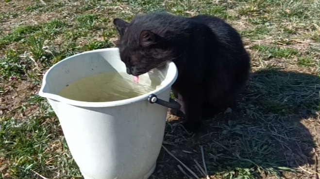 САЖАЮ САЖЕНЦЫ.ПЛАНИРОВКА САДА.