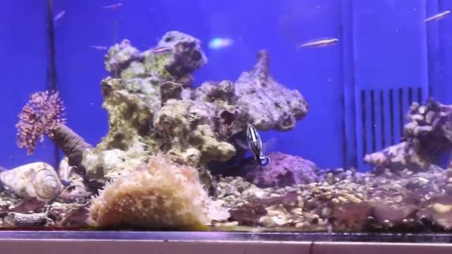 サザナミヤッコ смотреть онлайн