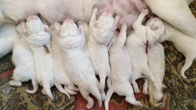 Щенки от Жане и Патрола смотреть онлайн