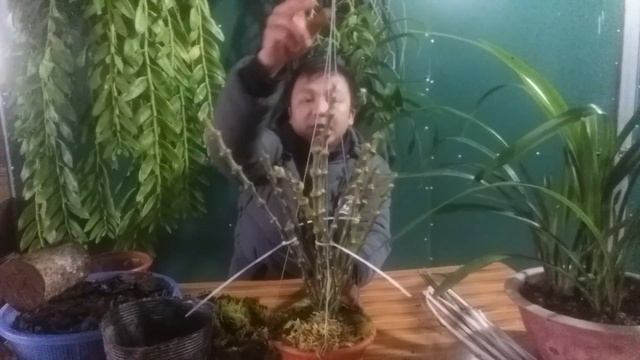 Phần 2 : Chia sẻ cách trồng hoàng thảo trúc phật bà - hoàng thảo phi điệp tím ! смотреть онлайн