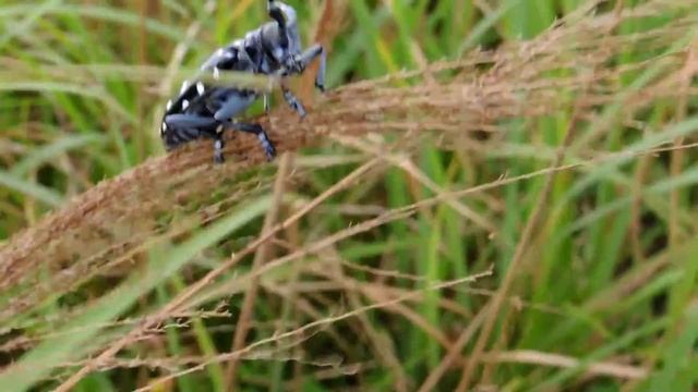 Whitespotted longhorn beetle (Cerambycidae) Anoplophora macularia Yangmei 1 VI 2014a смотреть онлайн