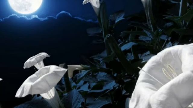 Moon Flower Interview смотреть онлайн