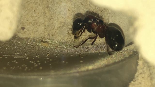 Camponotus Novaeboracensis queen eating a frozen aphid смотреть онлайн
