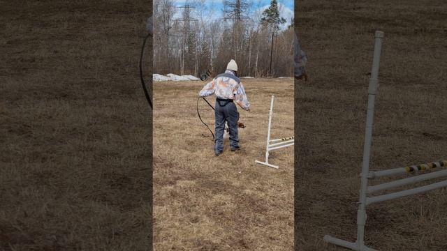 Дрессировка собак #джекрасселтерьер