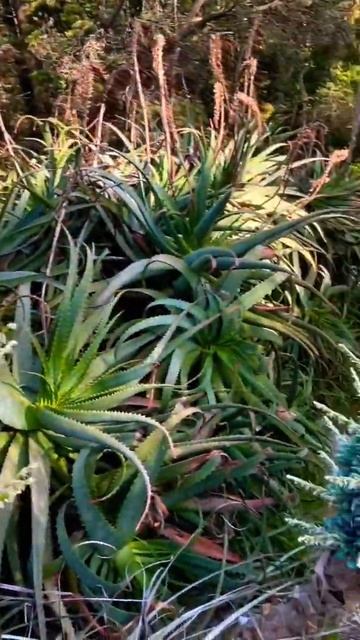 普雅 /刺菠萝 /智利PUYA/CHILE смотреть онлайн