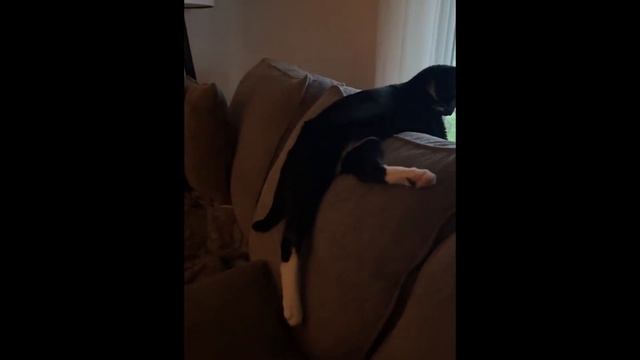 Забавные кошки 2025 [#4]