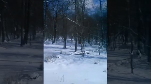 Как мы ехали в (Зоологический музей) смотреть онлайн