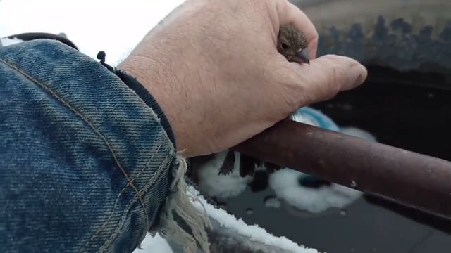 Мужчина спас воробья, примерзшего к железной ручке колодца смотреть онлайн