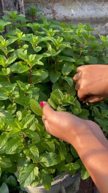 Harvesting mint leaves #terracegardning #mintleaf #pudina #bestherbfordigestion #gardeninglovers смотреть онлайн