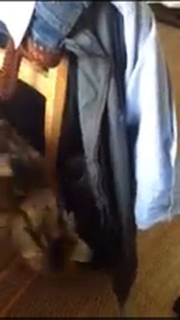 My cat the passport thief смотреть онлайн