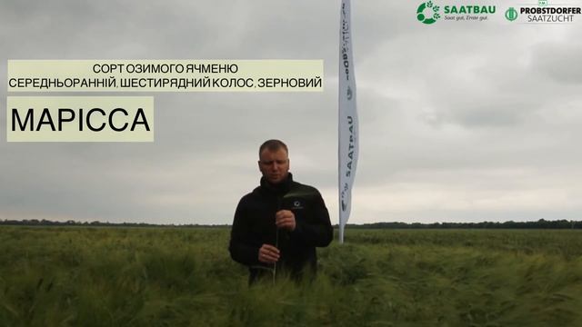 МАРІССА - СОРТ ОЗИМОГО ЯЧМЕНЮ, СЕРЕДНЬОРАННІЙ, ШЕСТИРЯДНИЙ КОЛОС, ЗЕРНОВИЙ смотреть онлайн