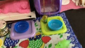 /УТРЕННИЙ ВЛОГ/СКВИШ СОБАЧКИ/