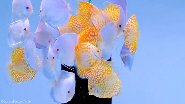Diskusfische Fütterung mit Tubifex смотреть онлайн