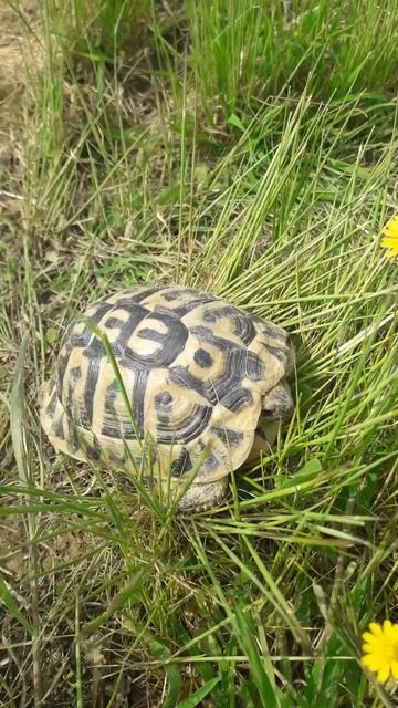 Кто живёт в Тоскане? смотреть онлайн