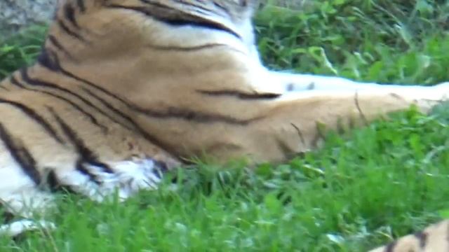 Zoo Łódź 2018 - Tygrys Amurski - Miejski Ogród Zoologiczny w Łodzi @MariaKalinowska смотреть онлайн