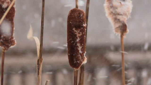 Monarch Moveable Glass Walls смотреть онлайн